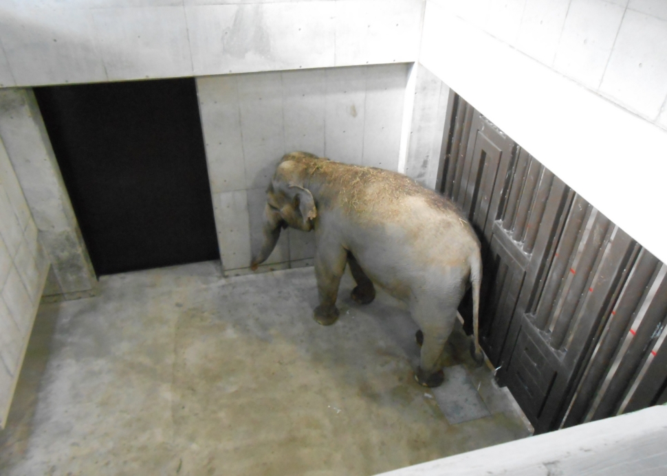 ゾウ舎向け大型特殊扉